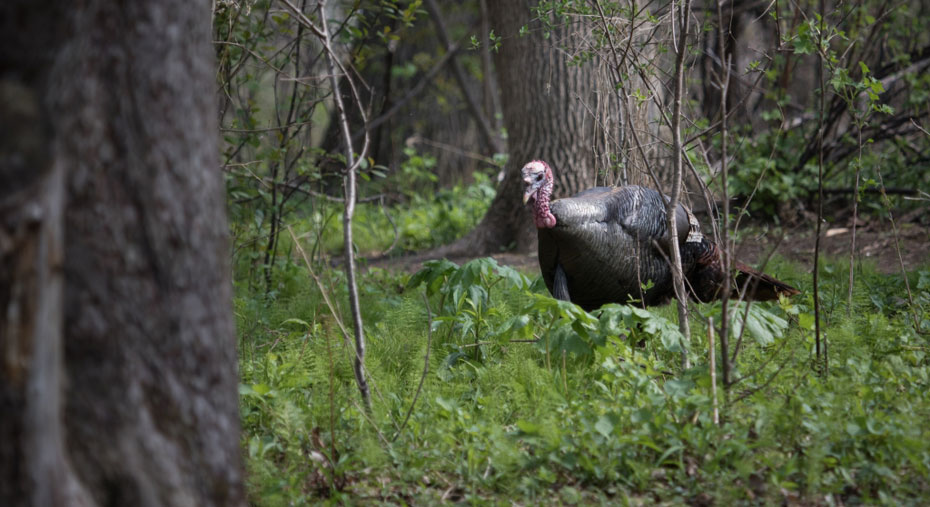 wild turkey