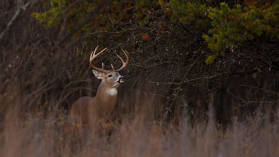 whitetail buck in cover