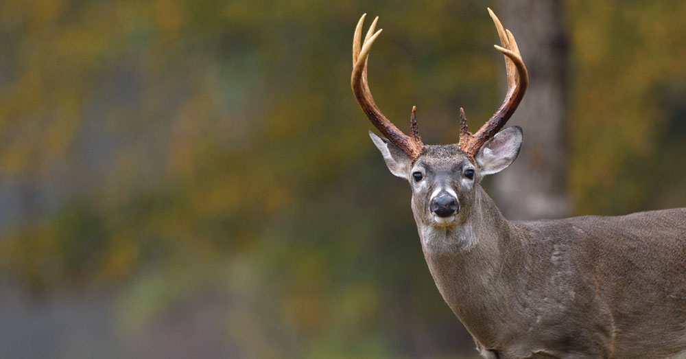 whitetail deer senses