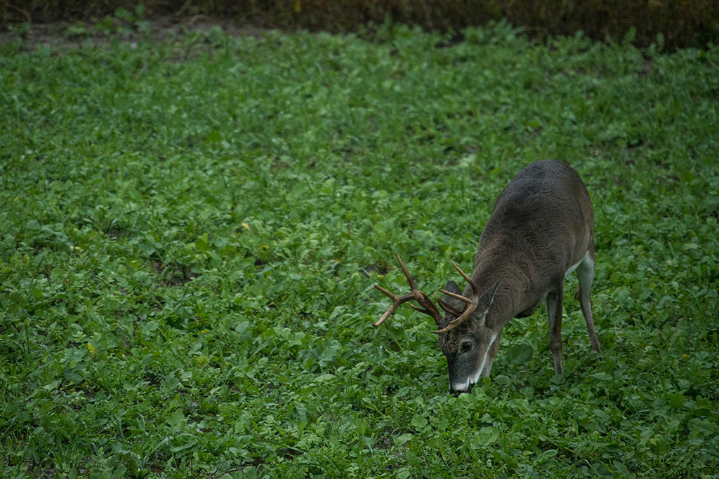 buck in food plot