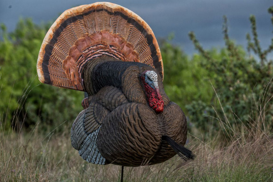 Flambeau King Strutter turkey decoy