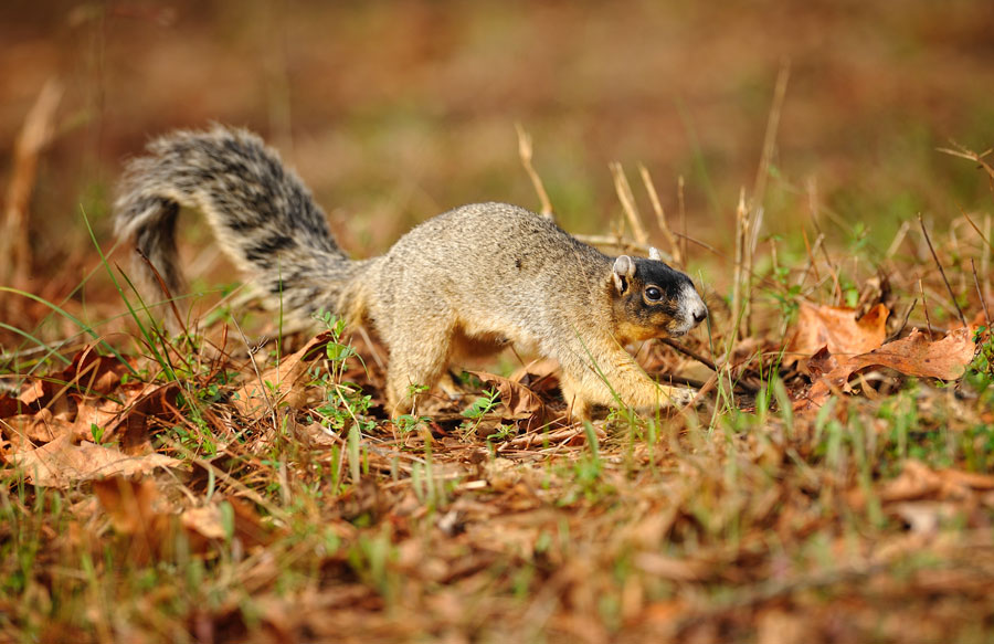 fox squirrel looking for acorns
