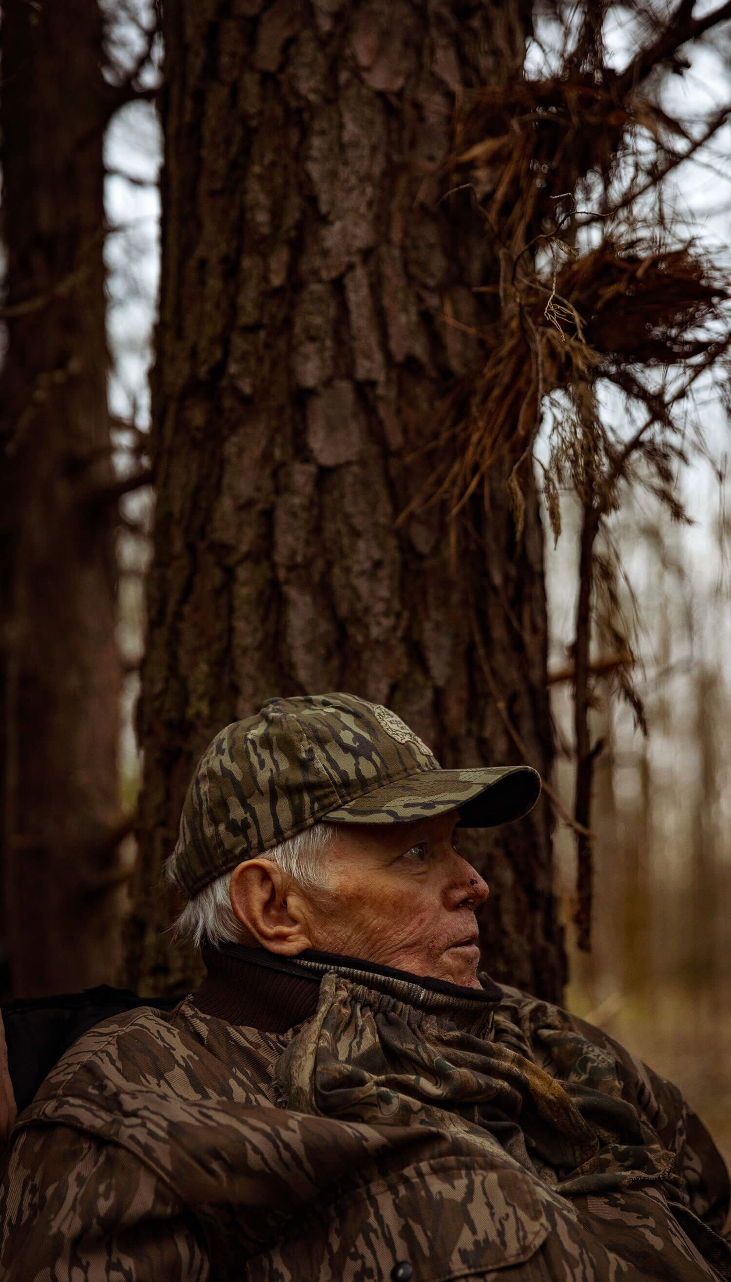 mr fox back against a pine