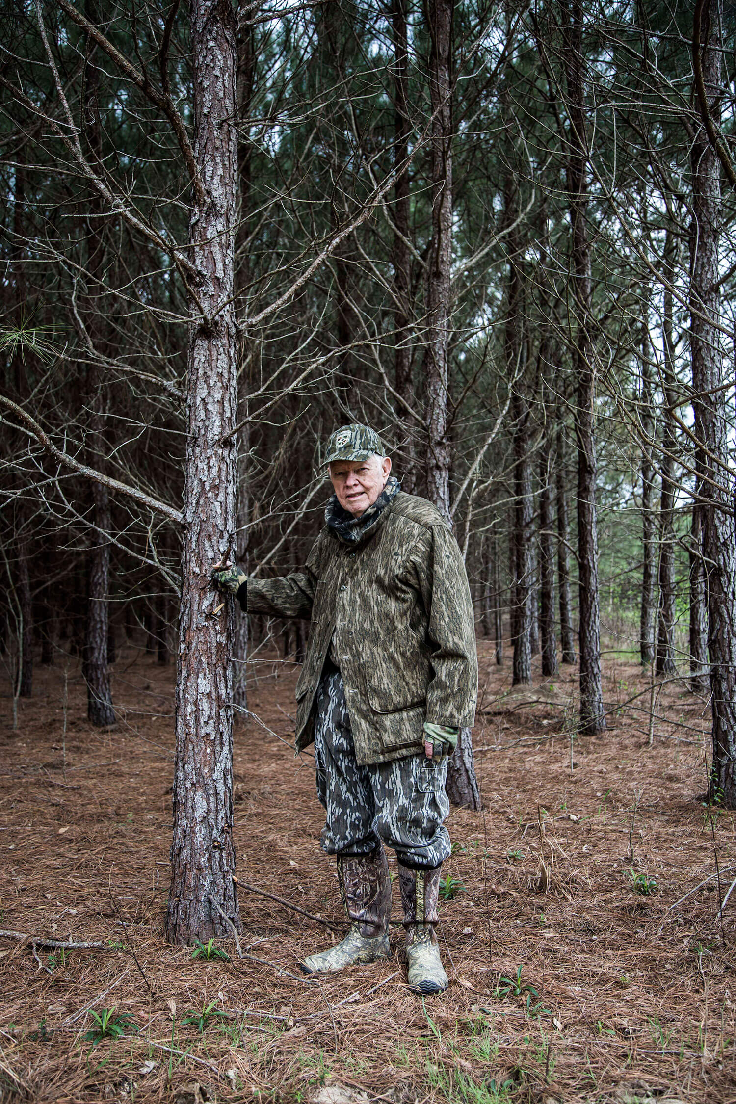mr fox standing in the pines