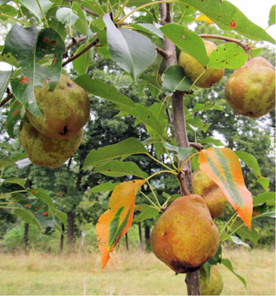 fruit tree for wildlife