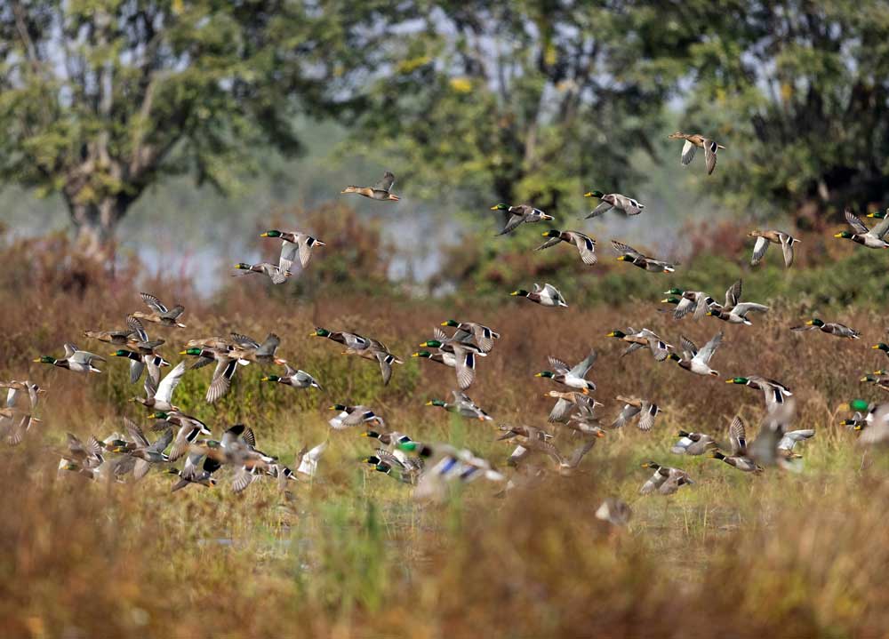 flock of mallards