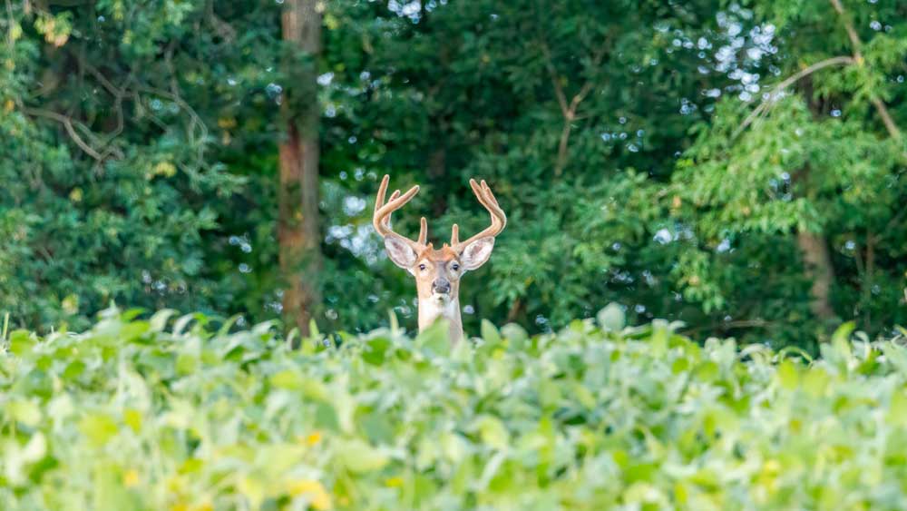 deer in soybeans