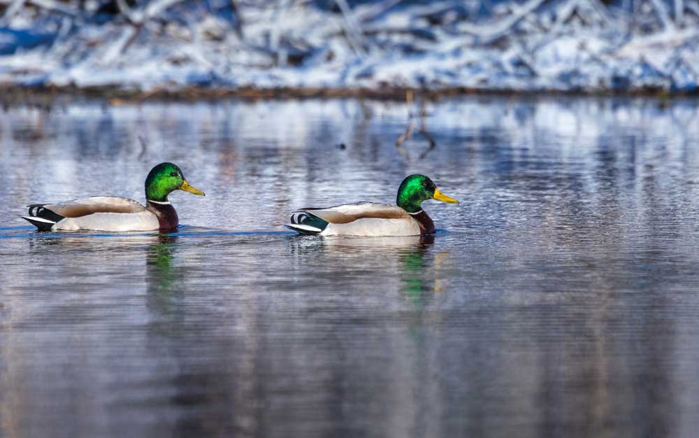 mallards in cold water