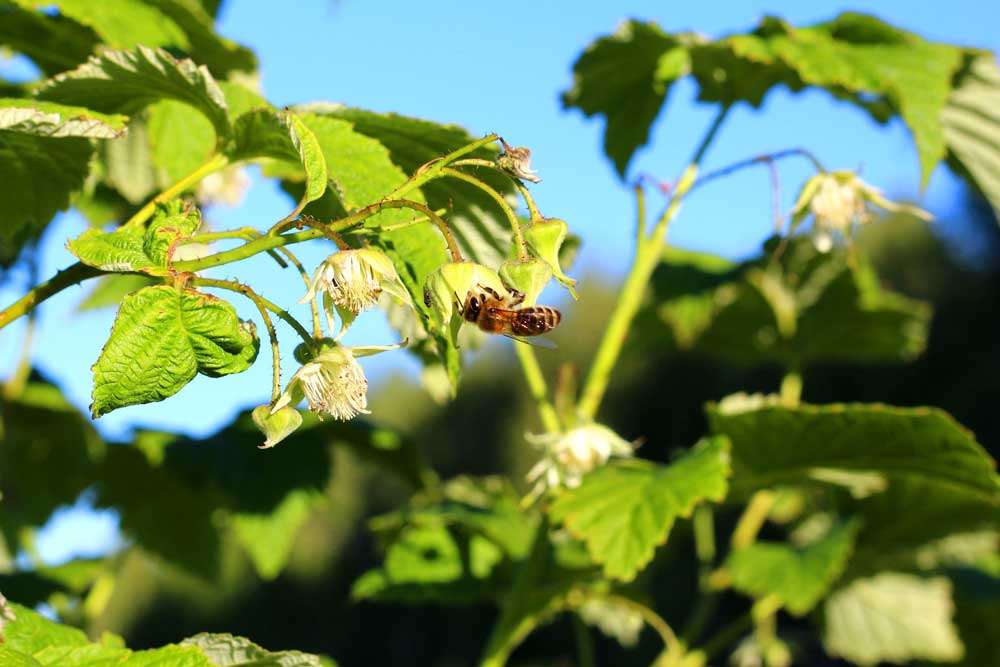 bee on berry bush