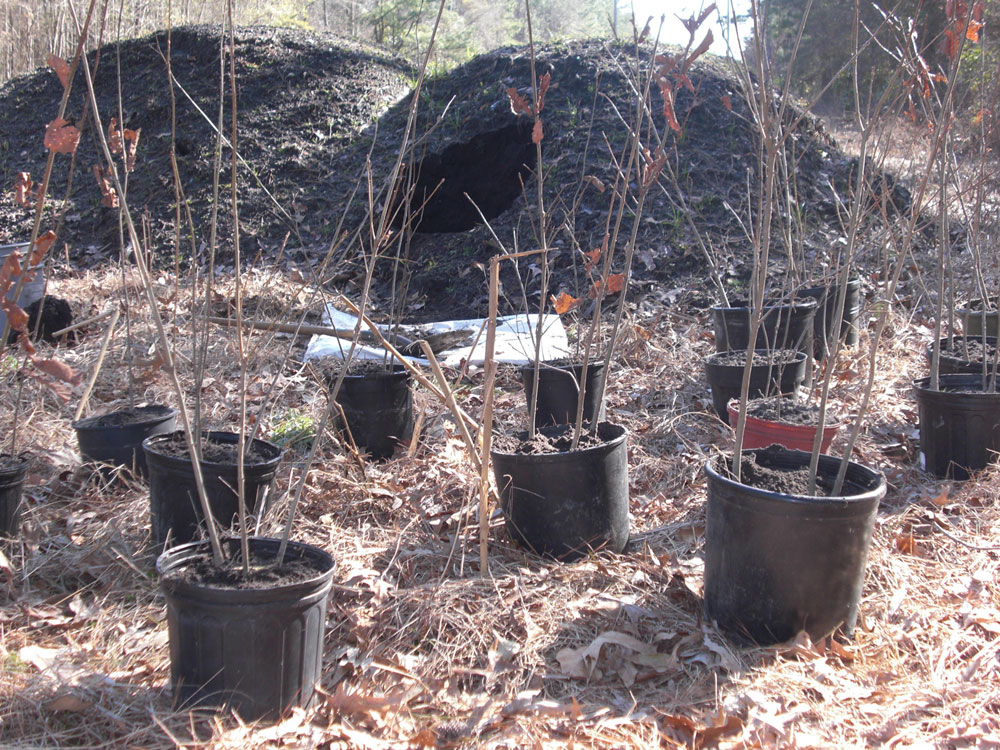 potted seedlings
