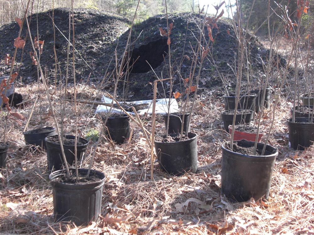 potted seedlings