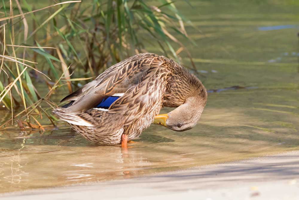 mallard hen plumage