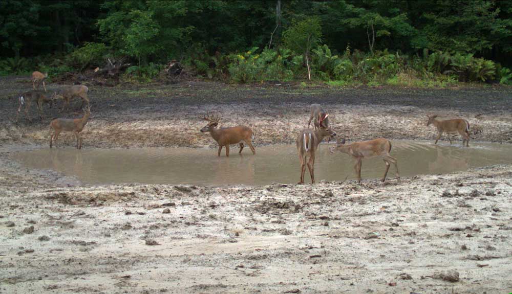 whitetails at water source