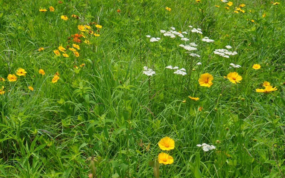 wildflowers