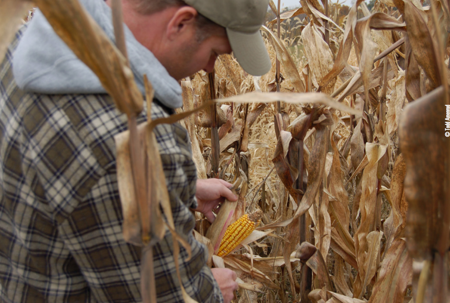 Gamekeeper Checking Tall Food Plot Planted In Corn for Deer