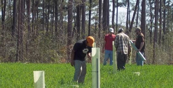 Gamekeepers managing a food plot by planting trees