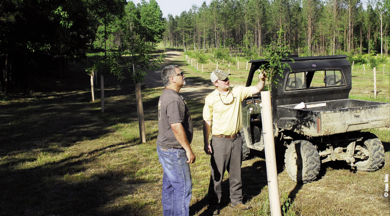 Gamekeepers Planting Trees as a Visual Barrier