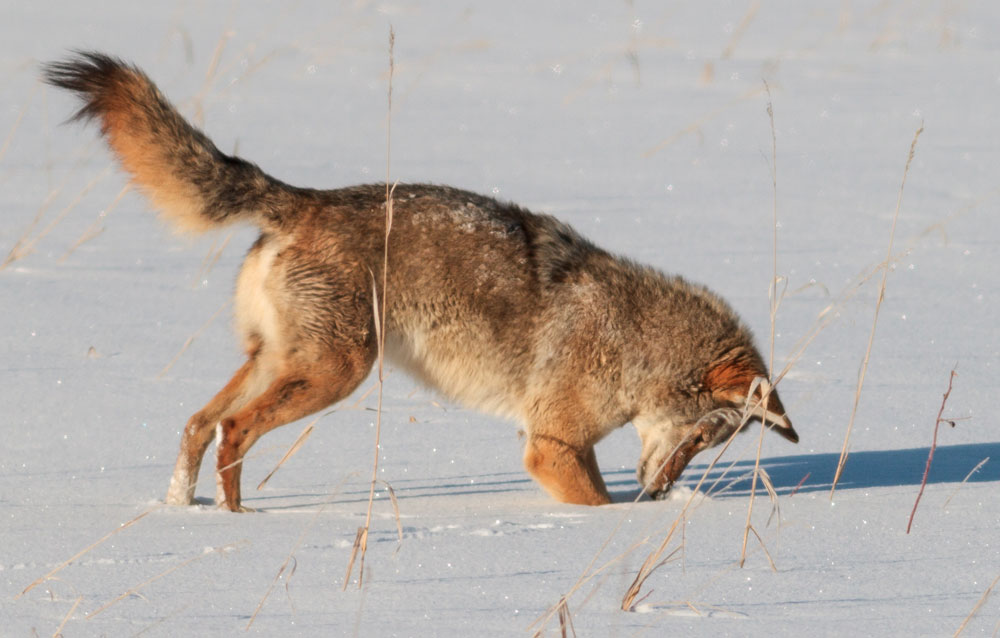 coyote in snow