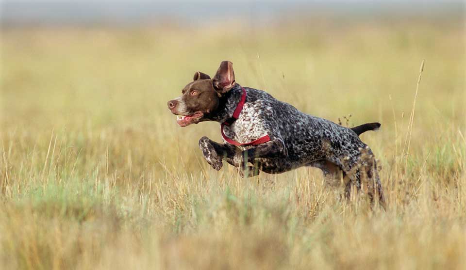 German short-haired pointer