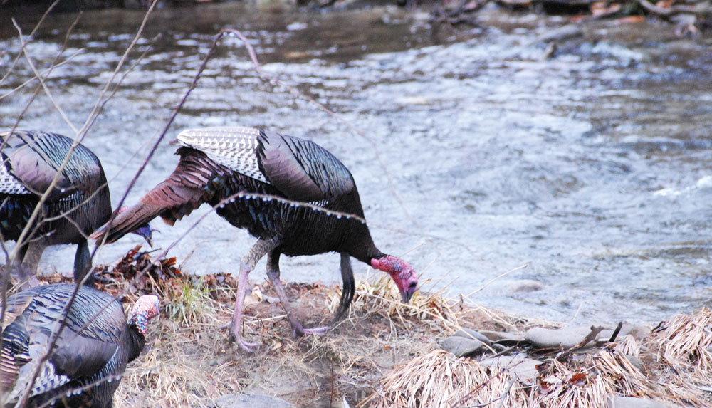 Turkey by water