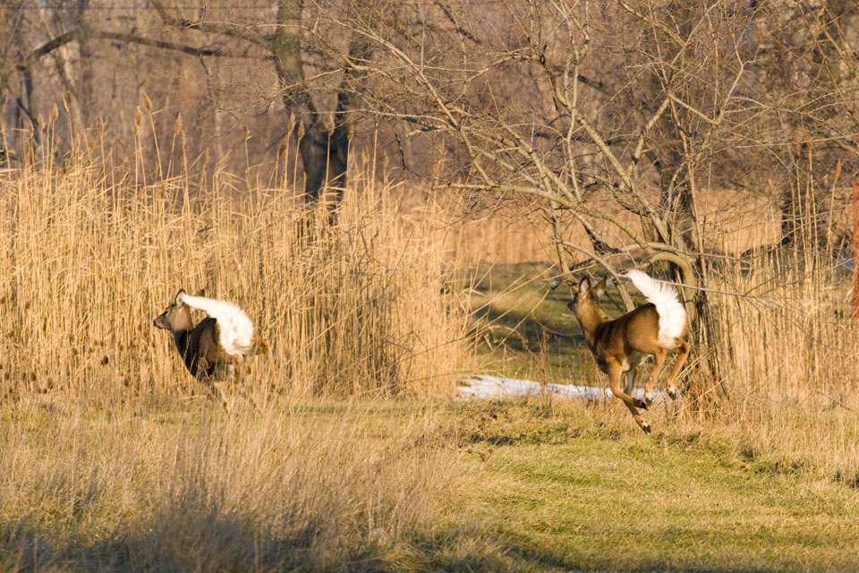 whitetail does running