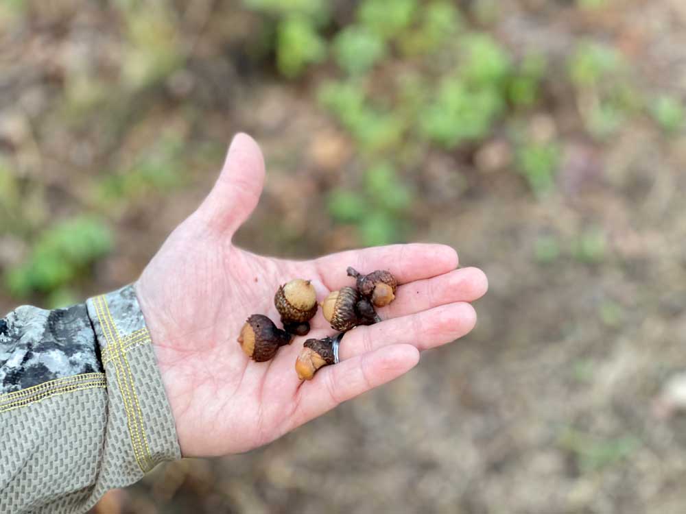 hand full of acorns