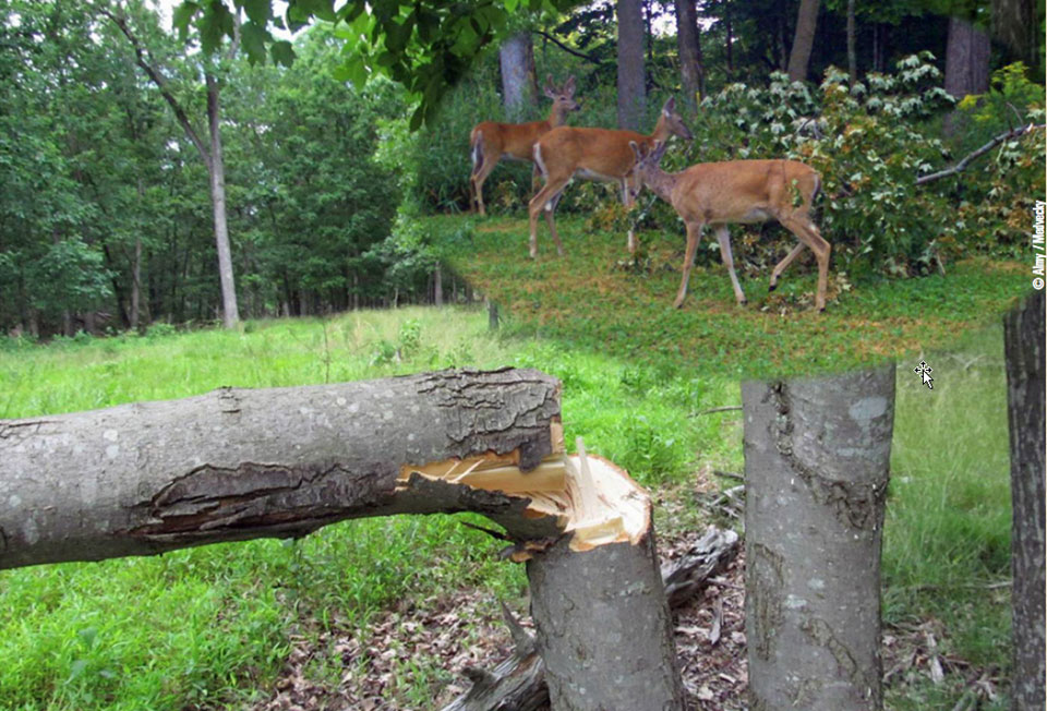 hinge cutting trees for deer