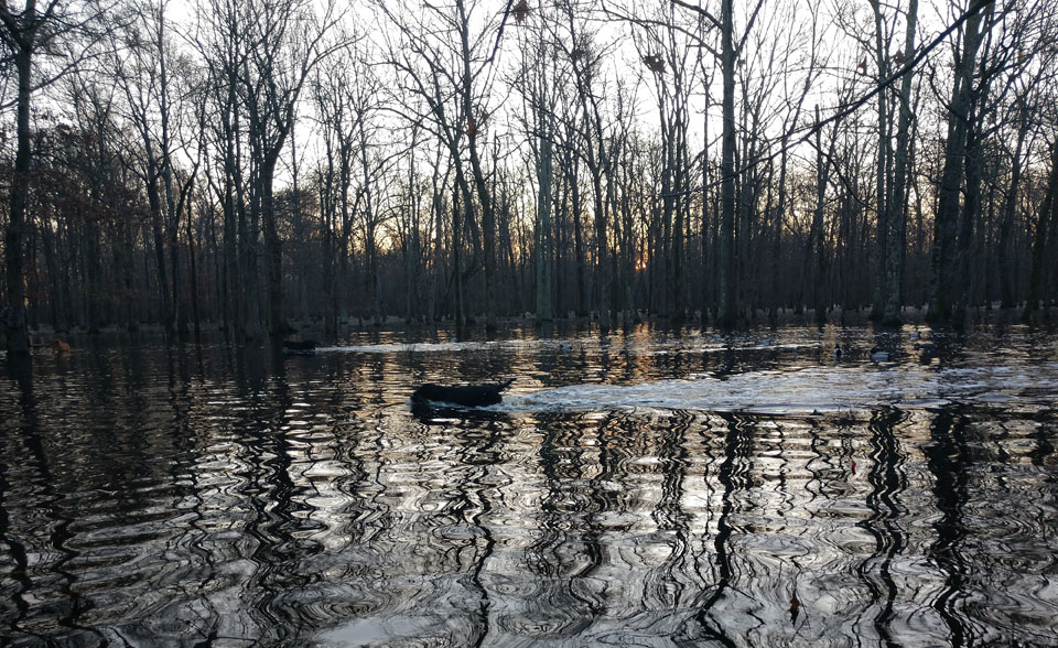 duck hunting flooded timber