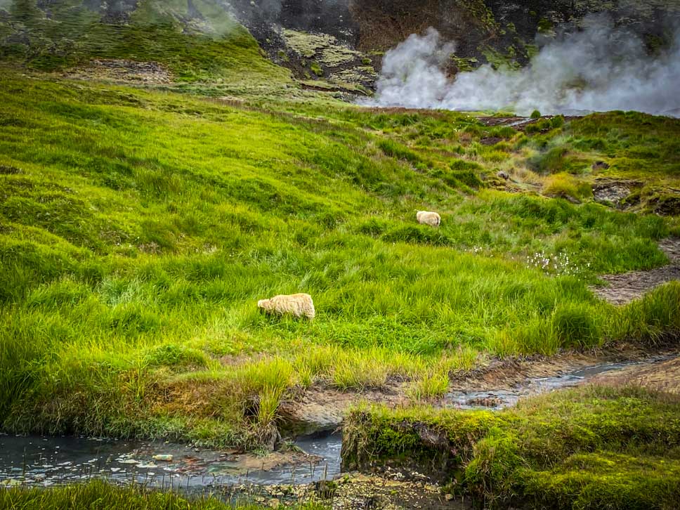 iceland sheep