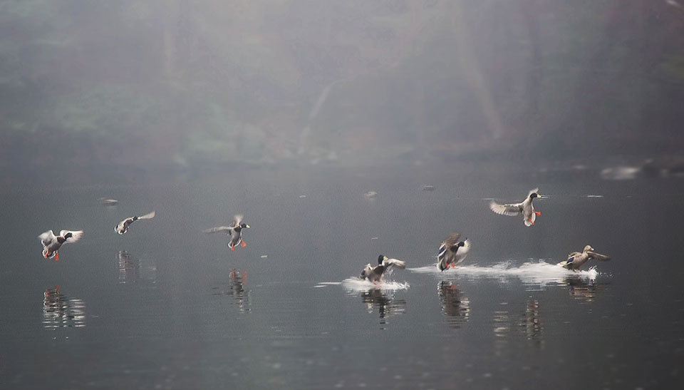 waterfowl on pond