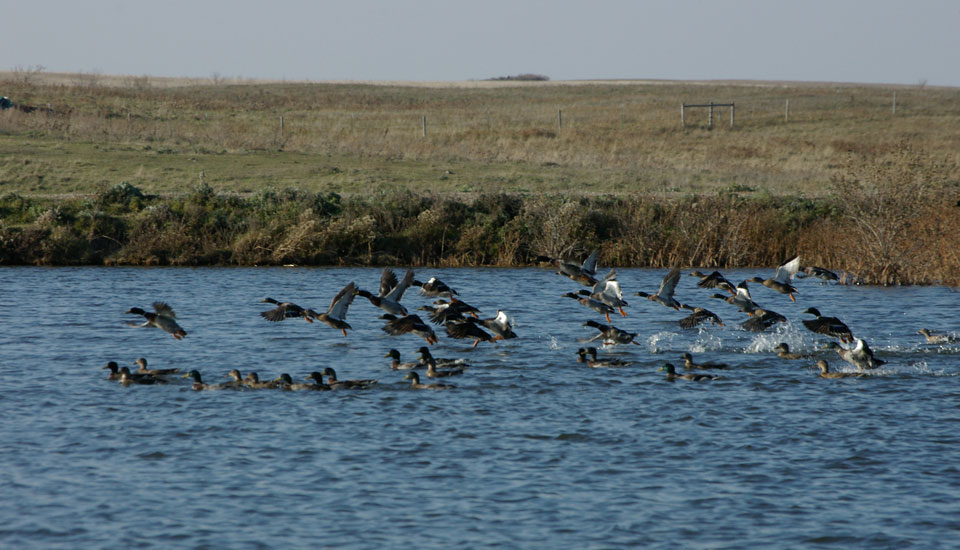 ducks landing on pond