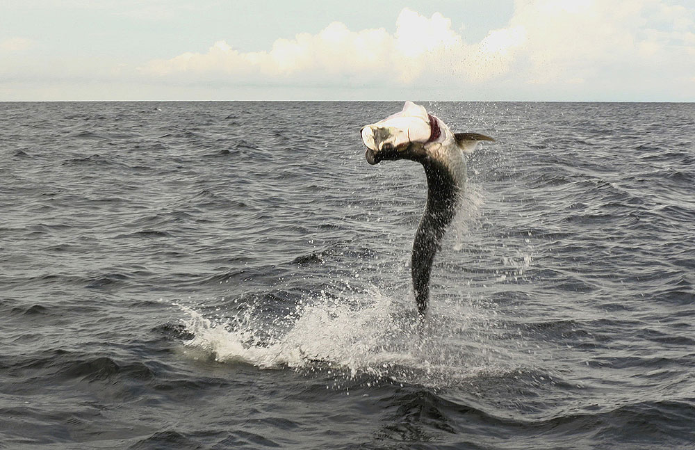 tarpon jumping