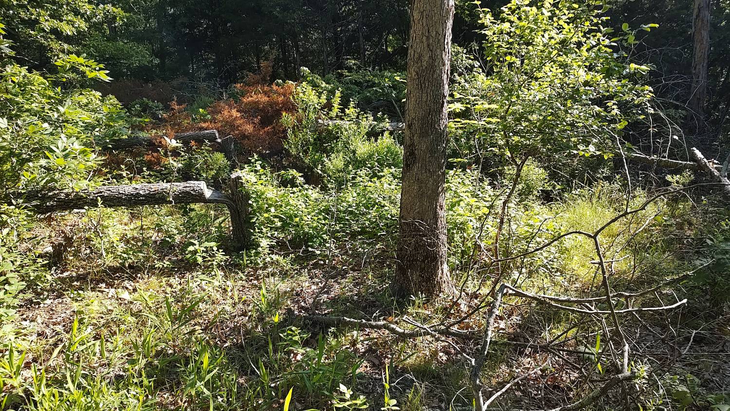 sunlight through the canopy