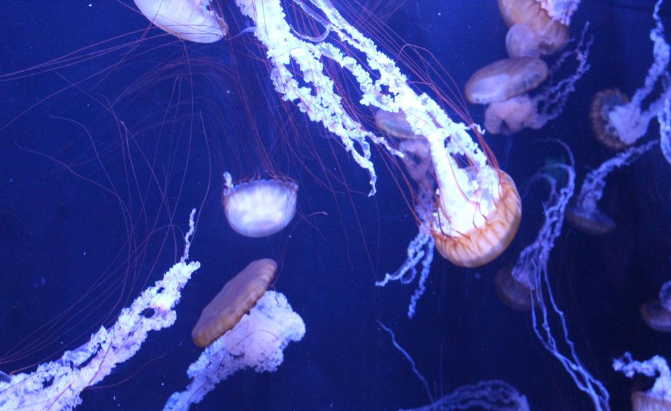 Jellyfish aquarium