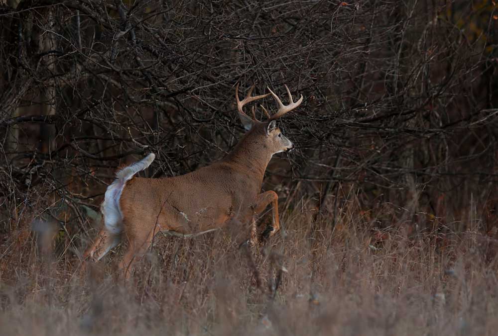 whitetail buck