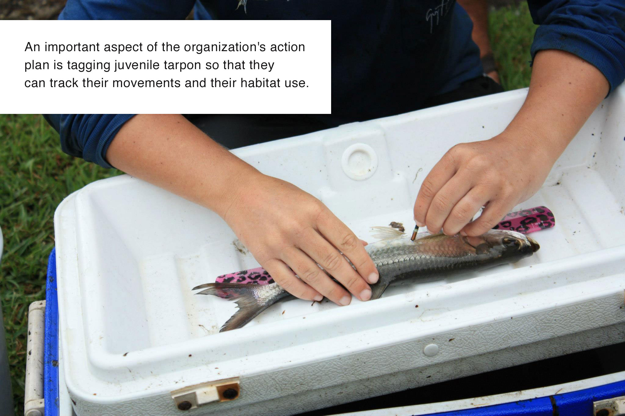 juvenile tarpon tagging