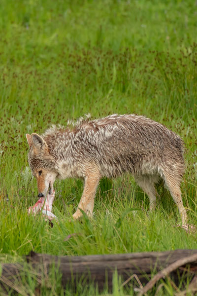 coyote eating fawn