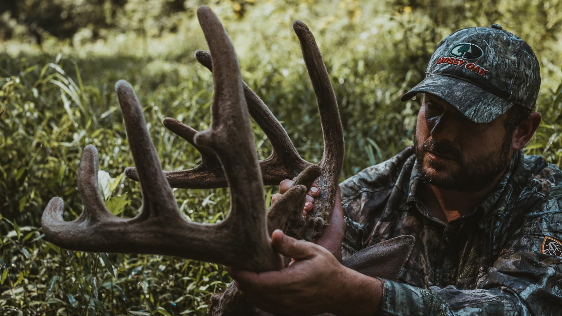 closeup of velvet antlers