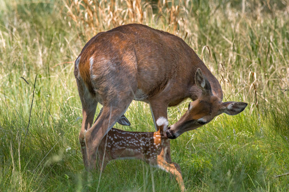 doe with fawn