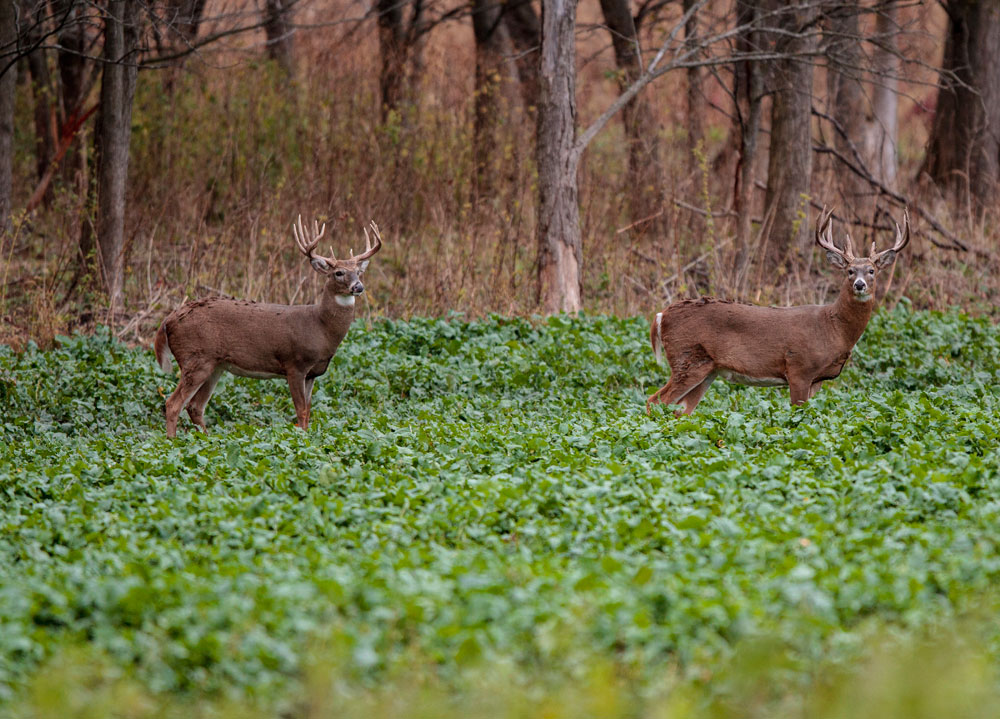 Krueger bucks in field