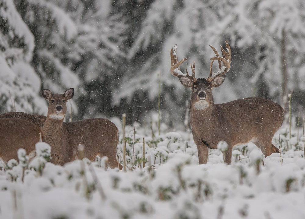 Krueger deer in snow