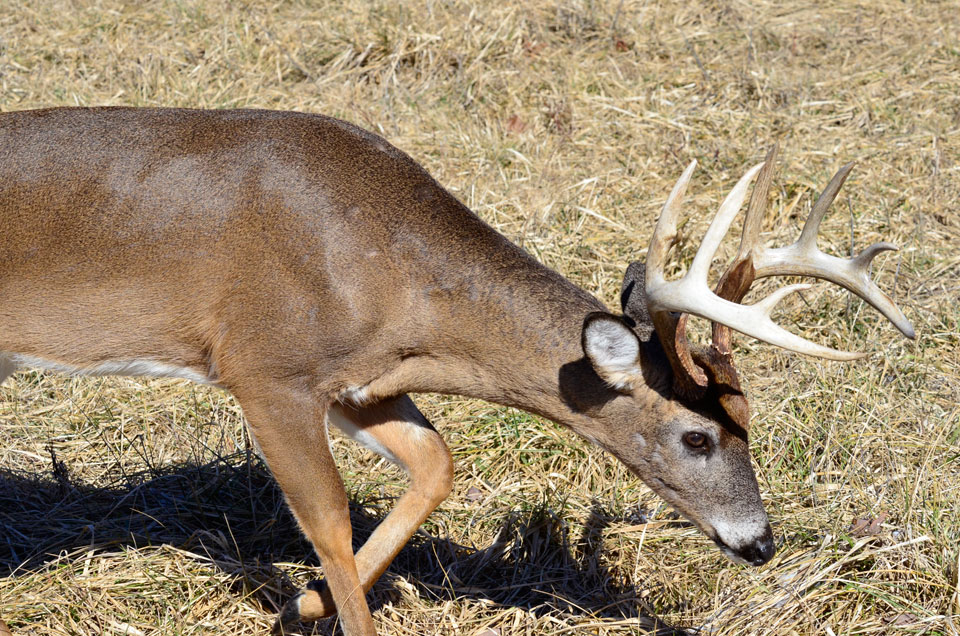 whitetail buck