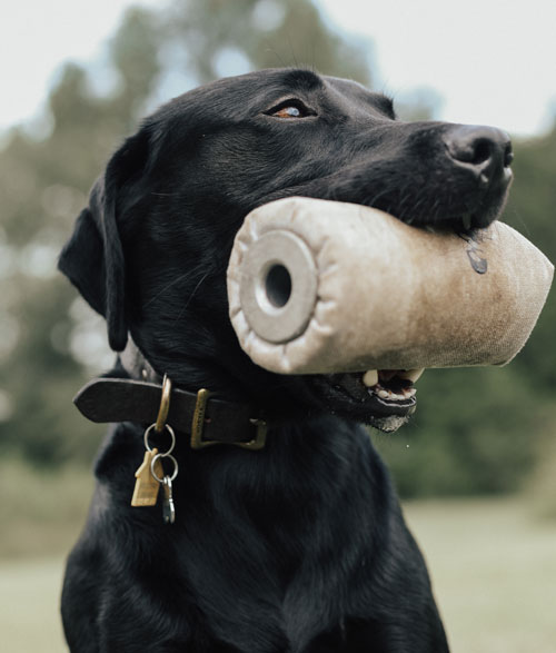 lab with training dummy