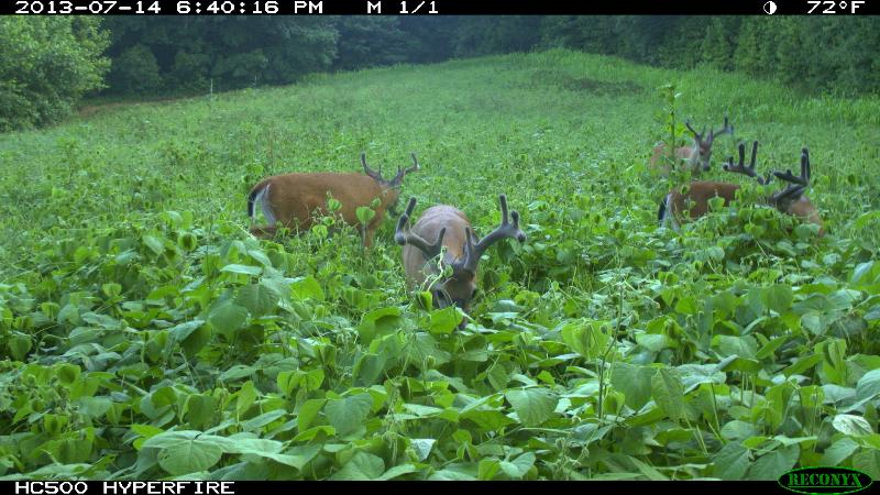 bucks in lablab food plot