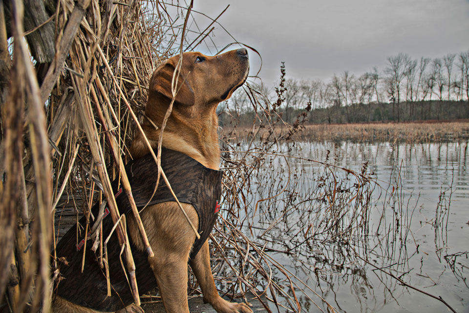 Labrador Retriever