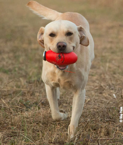 lab retrieving dummy