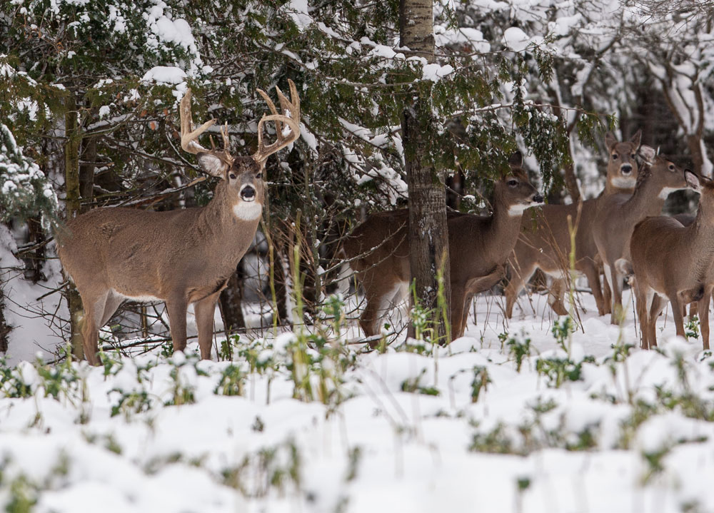 deer herd in winter