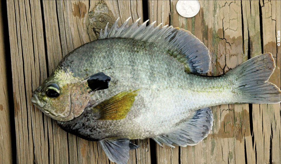 Coppernose Bluegill