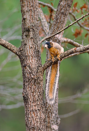 fox squirrel on a branch