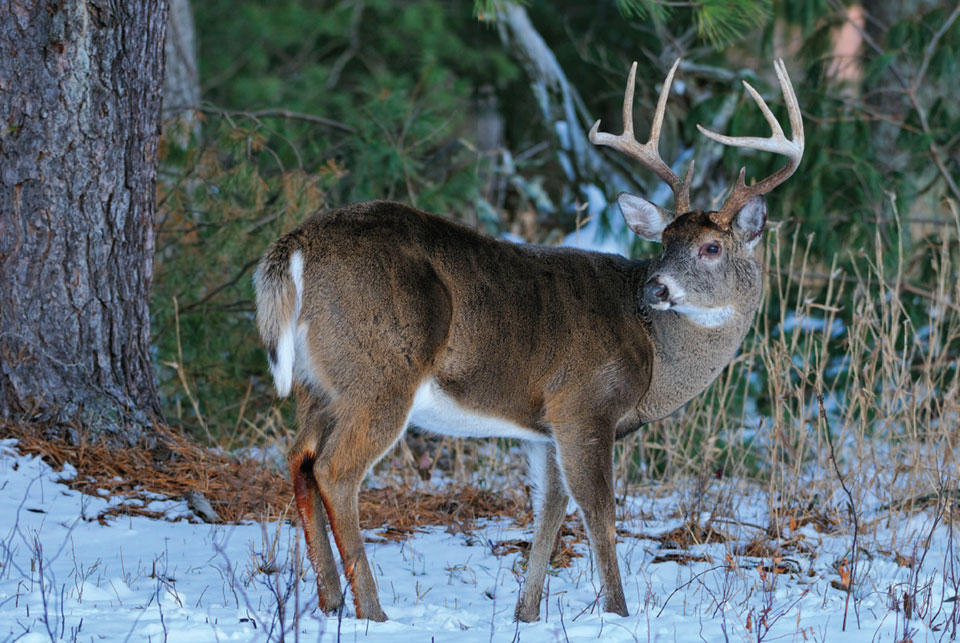 late season deer hunting